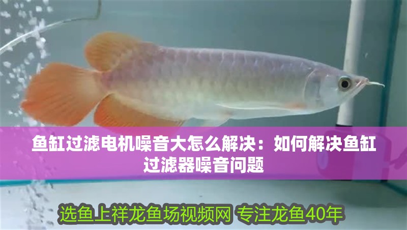 魚缸過濾電機噪音大怎么解決：如何解決魚缸過濾器噪音問題
