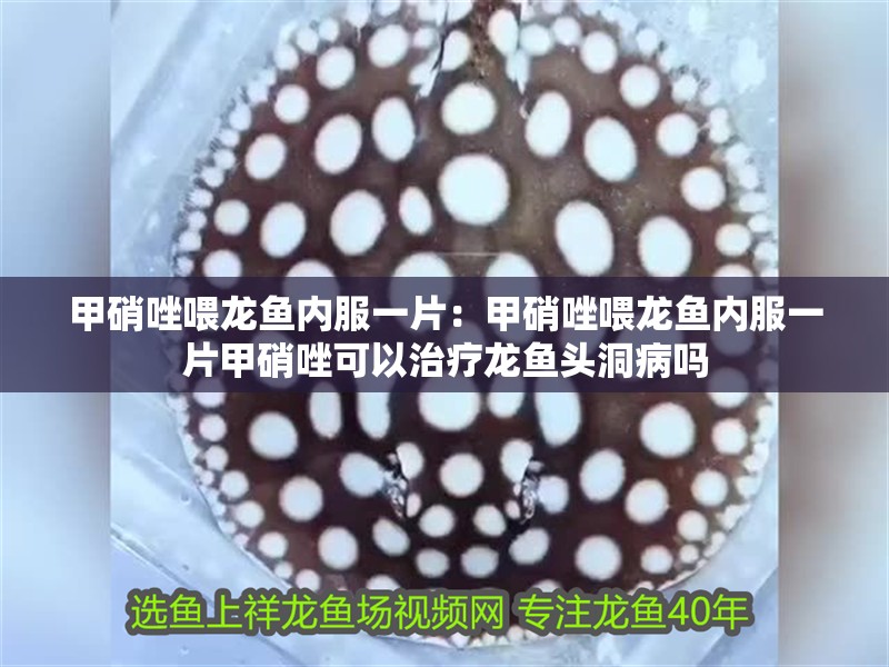 甲硝唑喂龍魚內服一片：甲硝唑喂龍魚內服一片甲硝唑可以治療龍魚頭洞病嗎