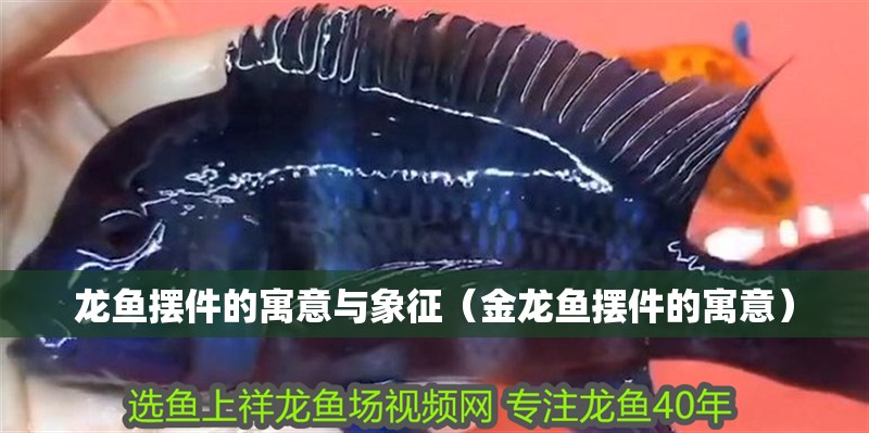 龍魚擺件的寓意與象征（金龍魚擺件的寓意）