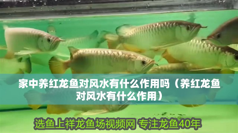 家中養(yǎng)紅龍魚對(duì)風(fēng)水有什么作用嗎（養(yǎng)紅龍魚對(duì)風(fēng)水有什么作用）