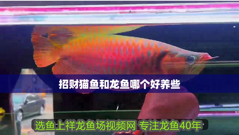 招財貓魚和龍魚哪個好養些