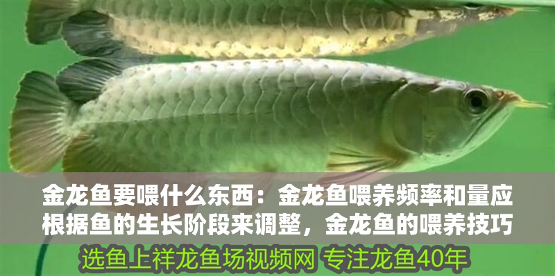 金龍魚要喂什么東西：金龍魚喂養頻率和量應根據魚的生長階段來調整，金龍魚的喂養技巧
