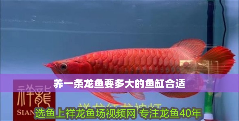 養一條龍魚要多大的魚缸合適