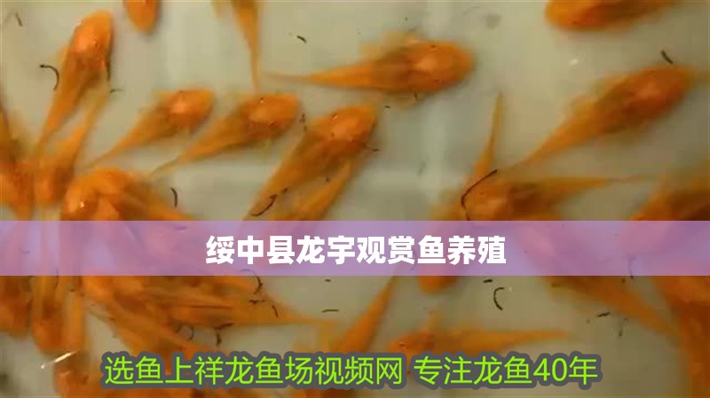 綏中縣龍宇觀賞魚養殖