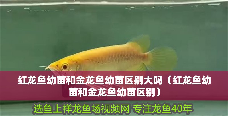 紅龍魚幼苗和金龍魚幼苗區(qū)別大嗎（紅龍魚幼苗和金龍魚幼苗區(qū)別）