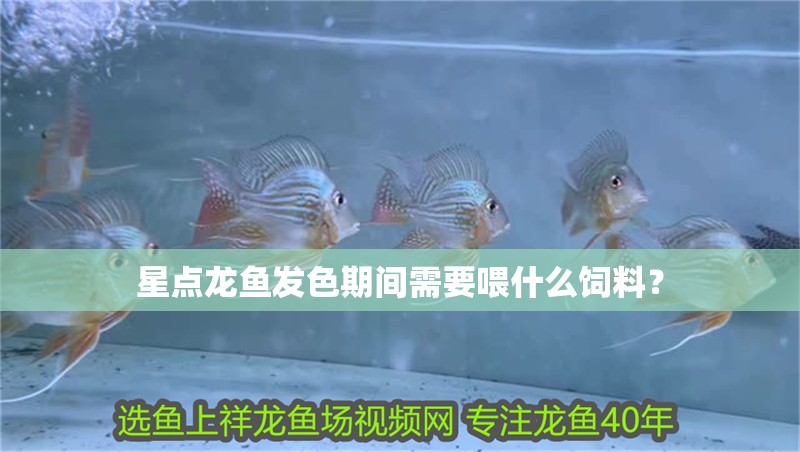 星點龍魚發色期間需要喂什么飼料？