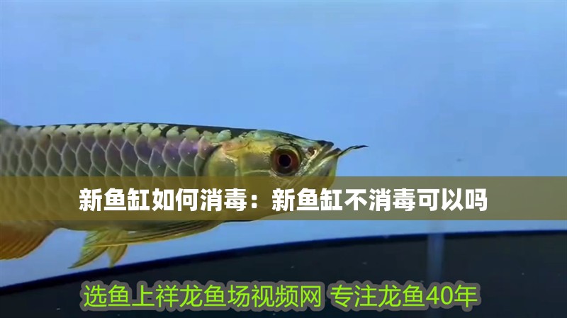 新魚缸如何消毒：新魚缸不消毒可以嗎