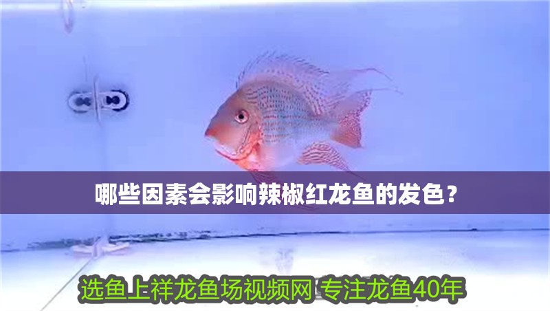 哪些因素會影響辣椒紅龍魚的發色？