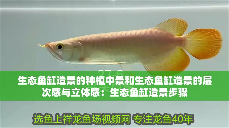 生態魚缸造景的種植中景和生態魚缸造景的層次感與立體感：生態魚缸造景步驟