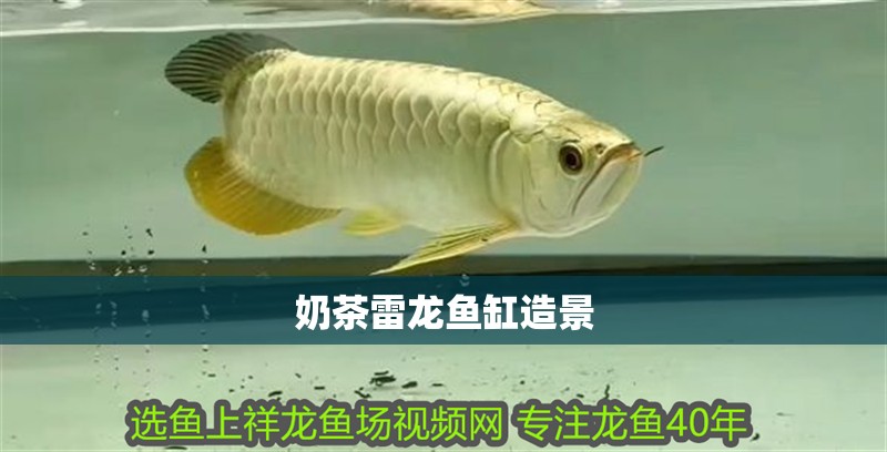 奶茶雷龍魚缸造景 奶茶雷龍魚缸造景 龍魚百科