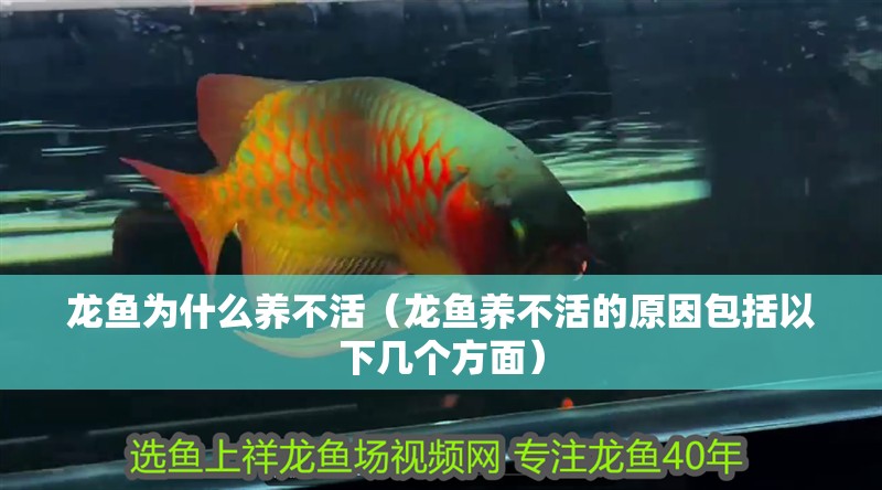 龍魚為什么養(yǎng)不活（龍魚養(yǎng)不活的原因包括以下幾個(gè)方面）