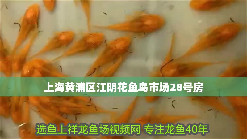 上海黃浦區江陰花魚鳥市場28號房