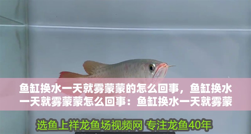 魚缸換水一天就霧蒙蒙的怎么回事，魚缸換水一天就霧蒙蒙怎么回事：魚缸換水一天就霧蒙蒙的怎么辦 魚缸換水一天就霧蒙蒙的怎么回事，魚缸換水一天就霧蒙蒙怎么回事：魚缸換水一天就霧蒙蒙的怎么辦 魚缸百科
