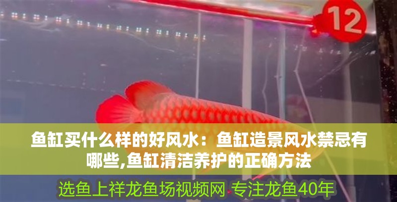 魚缸買什么樣的好風水：魚缸造景風水禁忌有哪些,魚缸清潔養護的正確方法