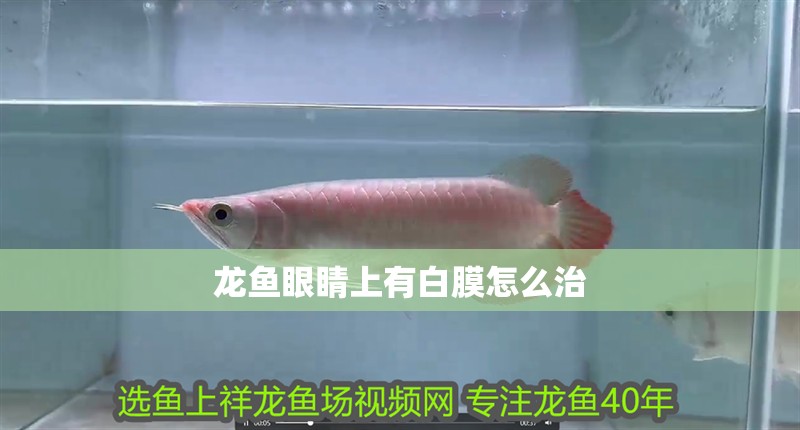 龍魚眼睛上有白膜怎么治