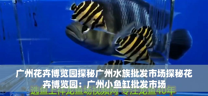 廣州花卉博覽園探秘廣州水族批發市場探秘花卉博覽園：廣州小魚缸批發市場