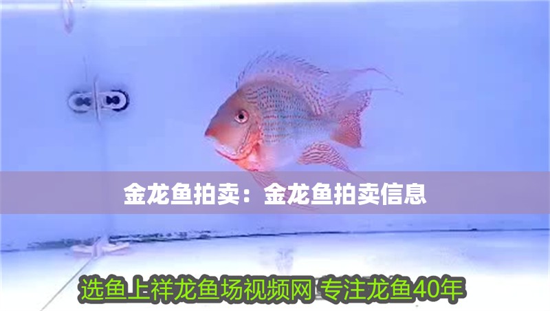 金龍魚拍賣：金龍魚拍賣信息