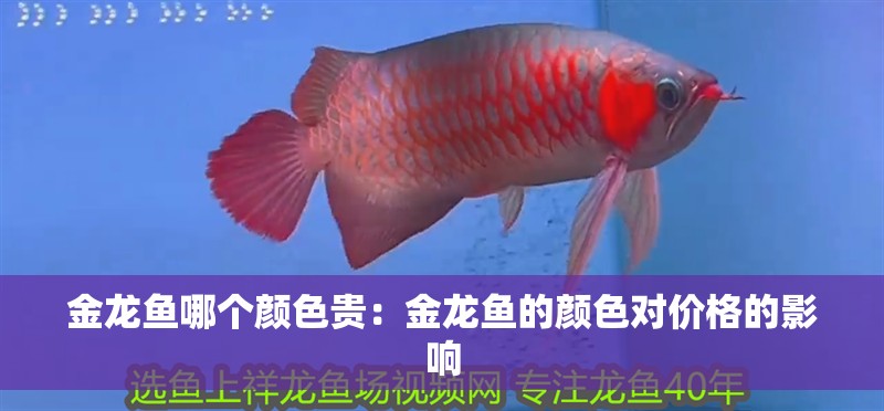 金龍魚哪個顏色貴：金龍魚的顏色對價格的影響