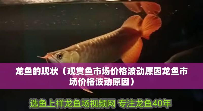 龍魚的現狀（觀賞魚市場價格波動原因龍魚市場價格波動原因）