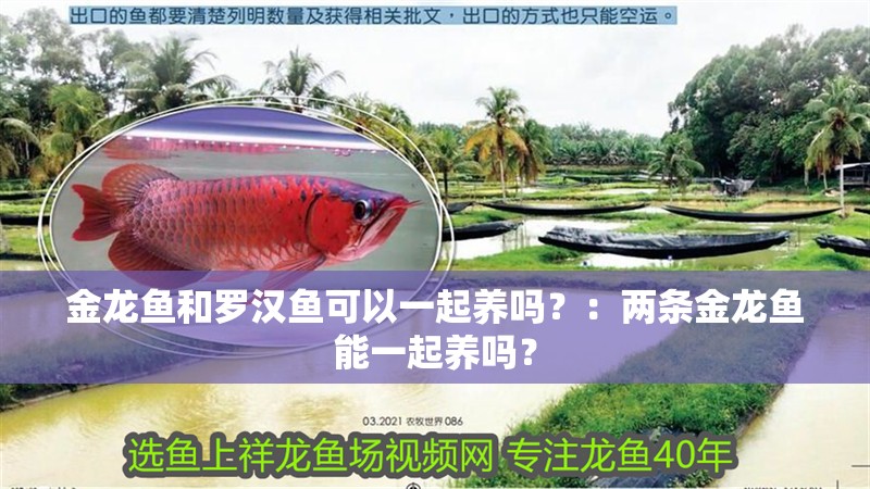 金龍魚和羅漢魚可以一起養嗎？：兩條金龍魚能一起養嗎？