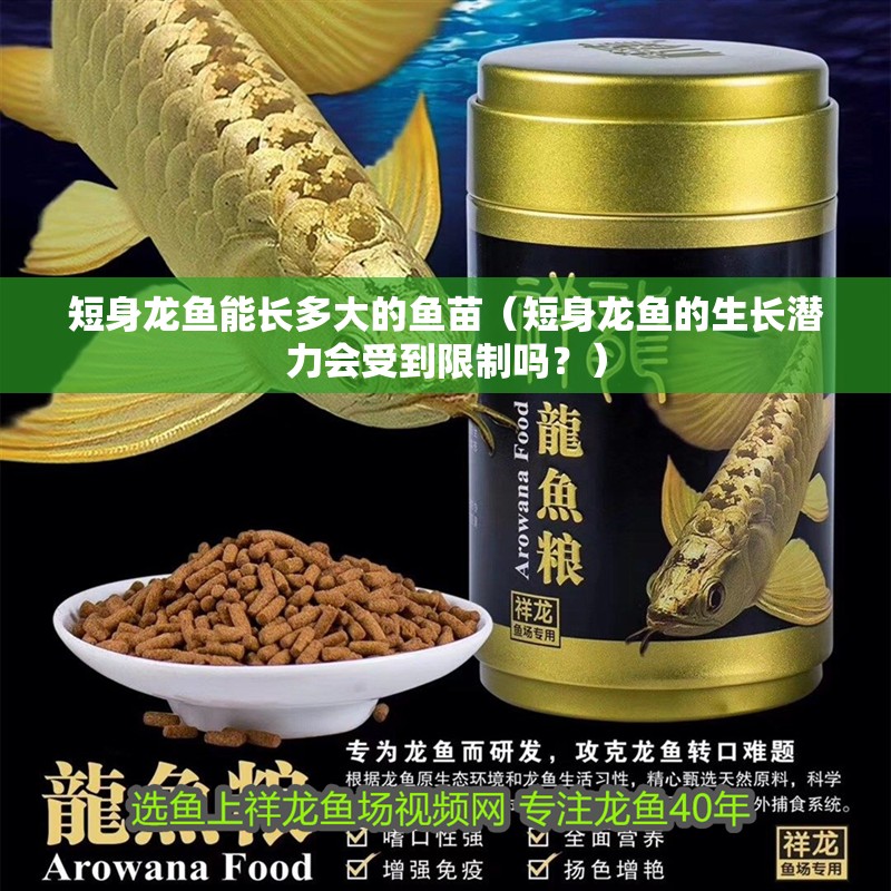 短身龍魚能長多大的魚苗（短身龍魚的生長潛力會受到限制嗎？）