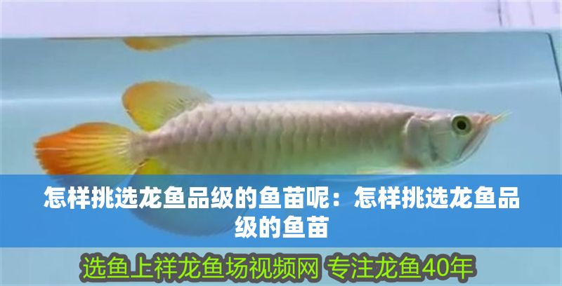 怎樣挑選龍魚品級的魚苗呢：怎樣挑選龍魚品級的魚苗 怎樣挑選龍魚品級的魚苗呢：怎樣挑選龍魚品級的魚苗 龍魚百科 第1張