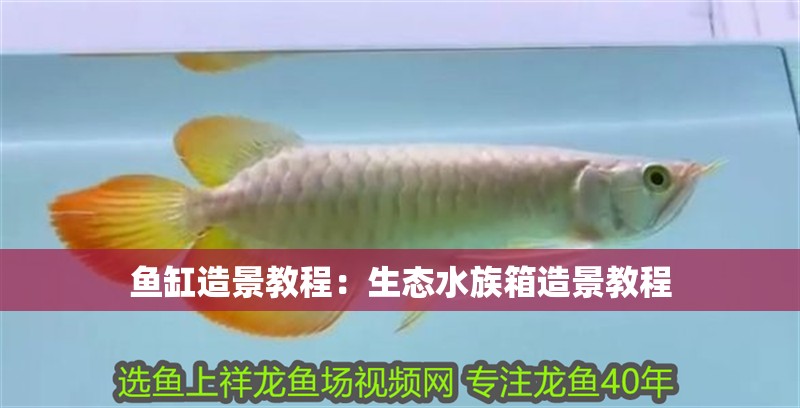 魚缸造景教程：生態(tài)水族箱造景教程