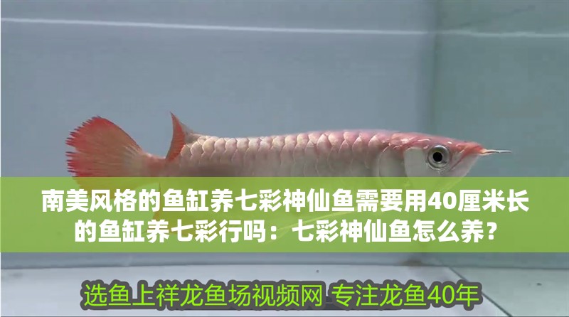 南美風(fēng)格的魚缸養(yǎng)七彩神仙魚需要用40厘米長的魚缸養(yǎng)七彩行嗎：七彩神仙魚怎么養(yǎng)？