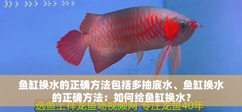 魚缸換水的正確方法包括多抽底水、魚缸換水的正確方法：如何給魚缸換水？