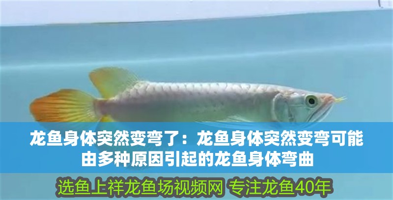 龍魚身體突然變彎了：龍魚身體突然變彎可能由多種原因引起的龍魚身體彎曲