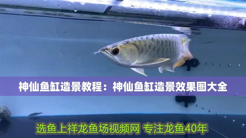 神仙魚缸造景教程：神仙魚缸造景效果圖大全