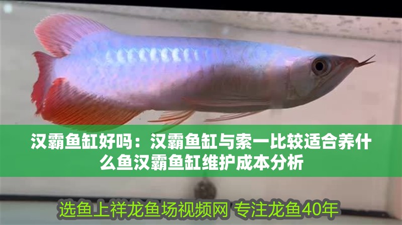 漢霸魚缸好嗎：漢霸魚缸與索一比較適合養(yǎng)什么魚漢霸魚缸維護成本分析