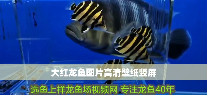 大紅龍魚圖片高清壁紙豎屏