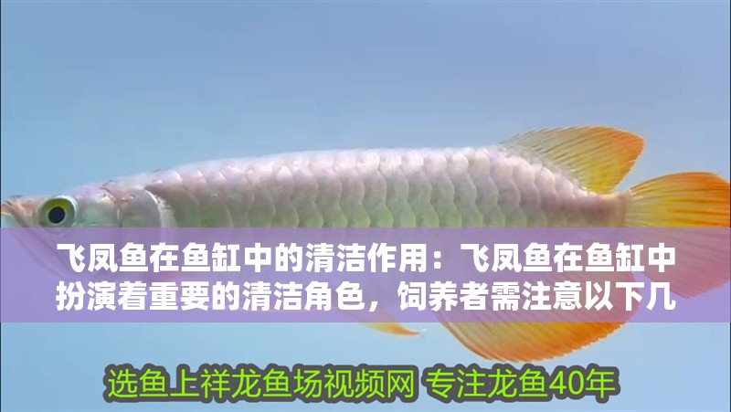 飛鳳魚在魚缸中的清潔作用：飛鳳魚在魚缸中扮演著重要的清潔角色，飼養者需注意以下幾點