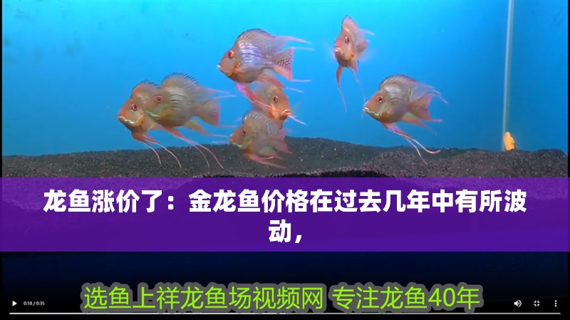龍魚漲價了：金龍魚價格在過去幾年中有所波動，