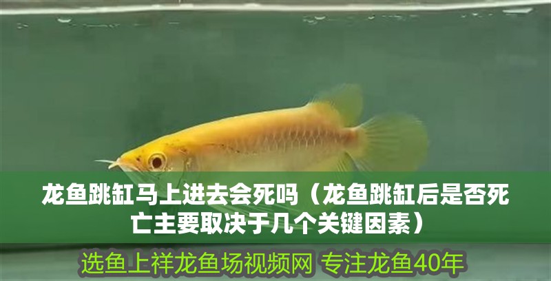 龍魚跳缸馬上進(jìn)去會(huì)死嗎（龍魚跳缸后是否死亡主要取決于幾個(gè)關(guān)鍵因素）