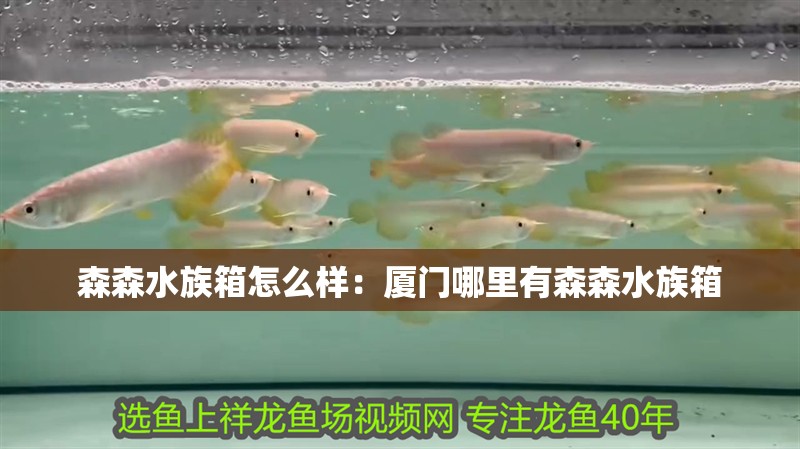 森森水族箱怎么樣：廈門哪里有森森水族箱