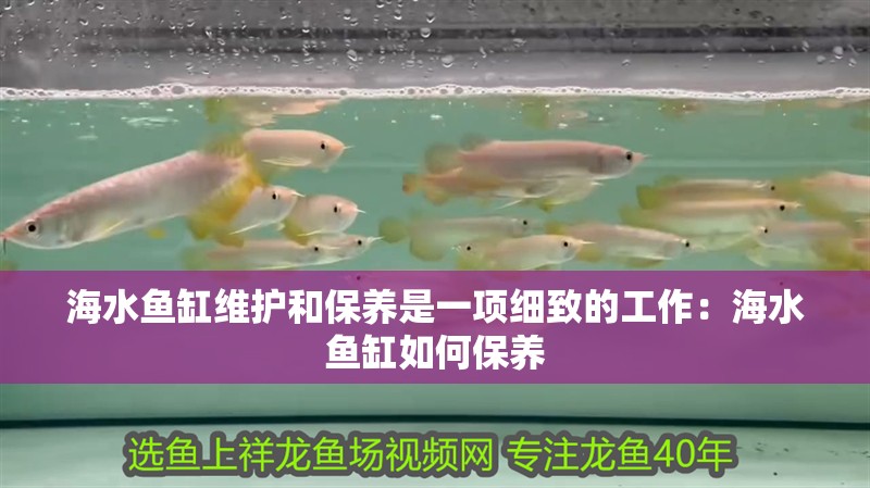 海水魚缸維護(hù)和保養(yǎng)是一項細(xì)致的工作：海水魚缸如何保養(yǎng)