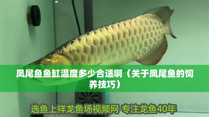 鳳尾魚魚缸溫度多少合適啊（關于鳳尾魚的飼養(yǎng)技巧）