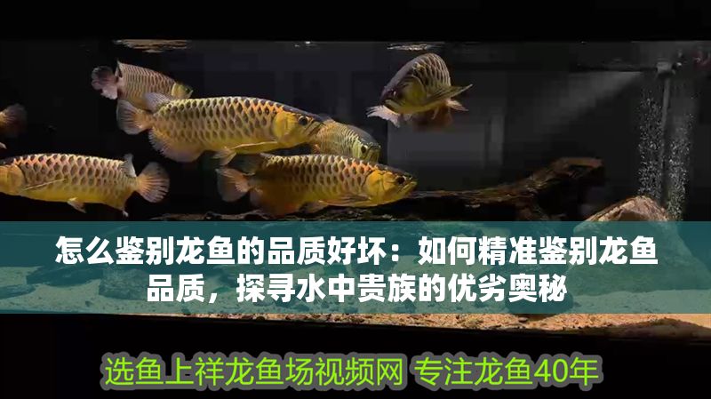 怎么鑒別龍魚的品質好壞：如何精準鑒別龍魚品質，探尋水中貴族的優劣奧秘