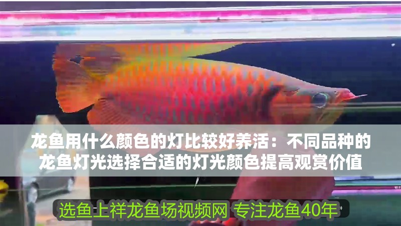 龍魚用什么顏色的燈比較好養(yǎng)活：不同品種的龍魚燈光選擇合適的燈光顏色提高觀賞價值