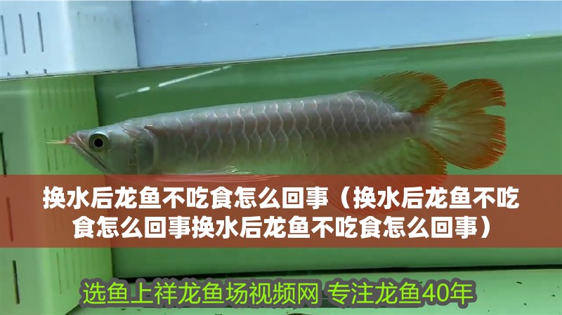 換水后龍魚不吃食怎么回事（換水后龍魚不吃食怎么回事換水后龍魚不吃食怎么回事）