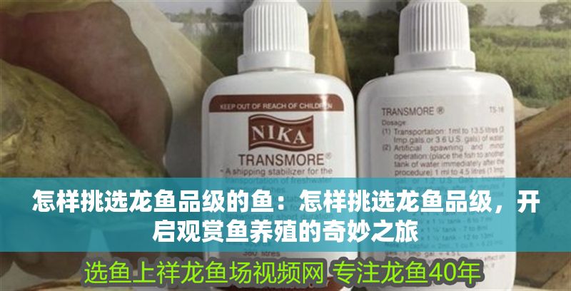 怎樣挑選龍魚品級的魚：怎樣挑選龍魚品級，開啟觀賞魚養(yǎng)殖的奇妙之旅