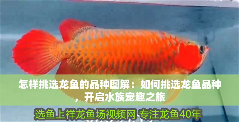 怎樣挑選龍魚的品種圖解：如何挑選龍魚品種，開啟水族寵趣之旅