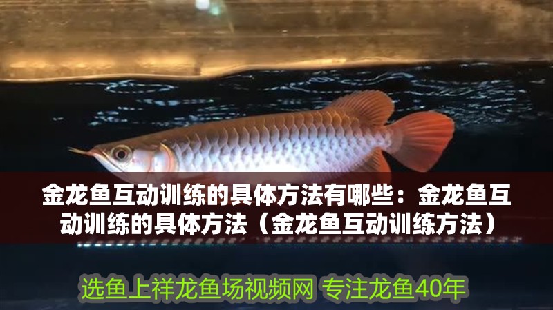 金龍魚互動訓練的具體方法有哪些：金龍魚互動訓練的具體方法（金龍魚互動訓練方法）