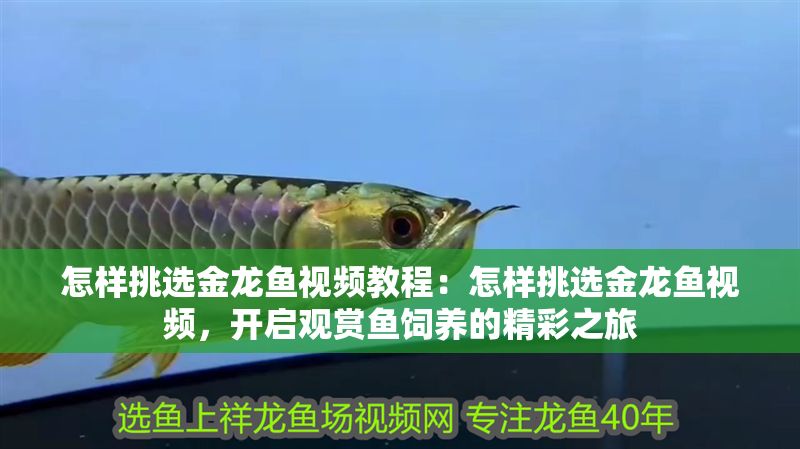 怎樣挑選金龍魚視頻教程：怎樣挑選金龍魚視頻，開啟觀賞魚飼養的精彩之旅