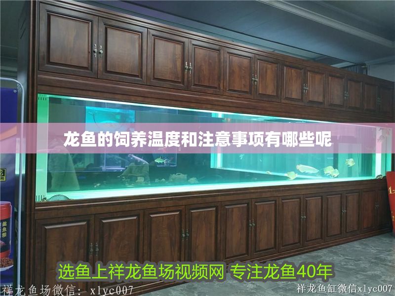 龍魚的飼養(yǎng)溫度和注意事項(xiàng)有哪些呢