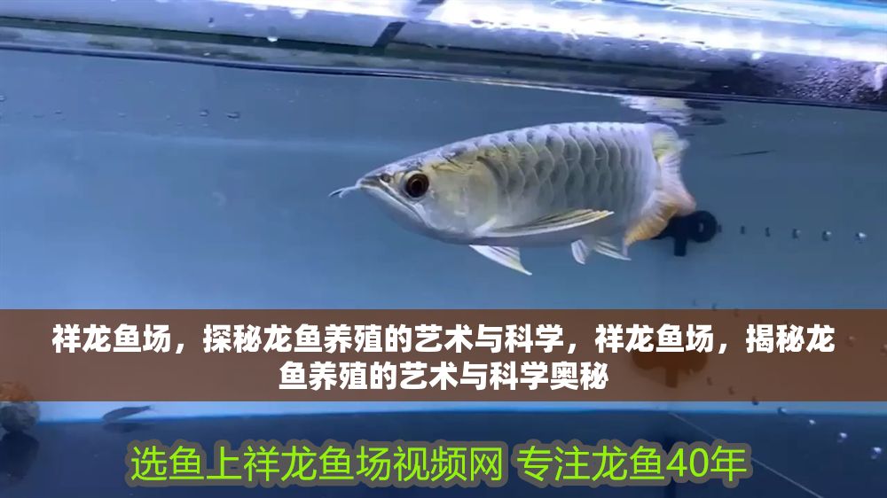 祥龍魚(yú)場(chǎng)，探秘龍魚(yú)養(yǎng)殖的藝術(shù)與科學(xué)，祥龍魚(yú)場(chǎng)，揭秘龍魚(yú)養(yǎng)殖的藝術(shù)與科學(xué)奧秘