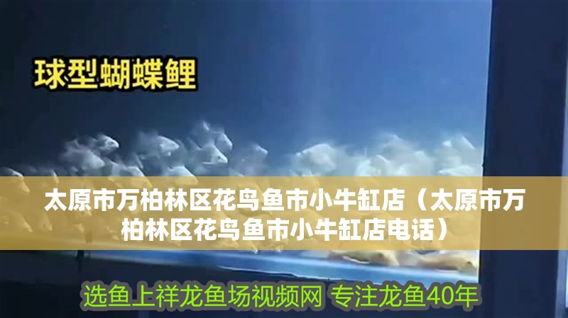 太原市萬柏林區花鳥魚市小牛缸店（太原市萬柏林區花鳥魚市小牛缸店電話）