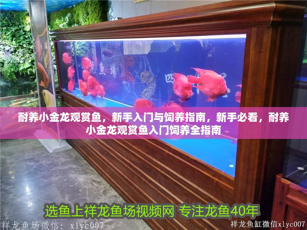 耐養小金龍觀賞魚，新手入門與飼養指南，新手必看，耐養小金龍觀賞魚入門飼養全指南